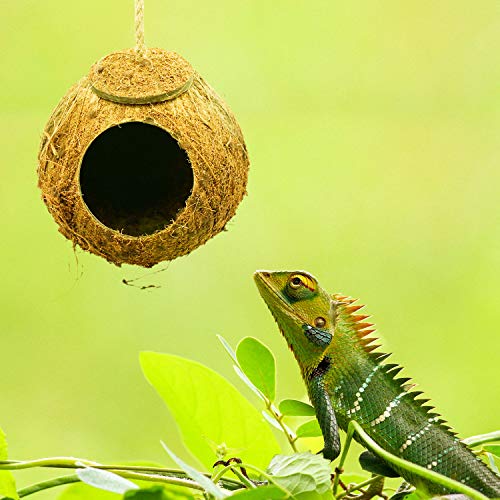 hanging coconut hide crested gecko