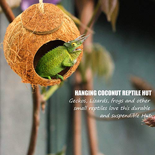 hanging coconut hide crested gecko